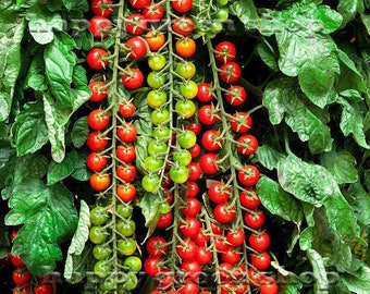 SWEET MILLION TOMATEN F1 - 15 Zertifizierte Samen - Kirschtomate - Gemüsesamen