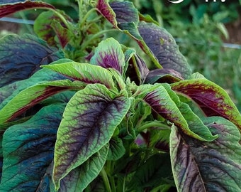 CHINSES ÉPINARDS calaloo rouge - 500 GRAINES (Amaranthus tricolor)