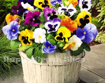 300 seeds PANSY SWISS mix - Viola wittrockiana - Biennial bedding flower