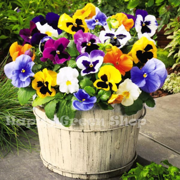 300 seeds PANSY SWISS mix - Viola wittrockiana - Biennial bedding flower