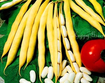 Semi Di Fagioli Francesi Roi Des Beurres - 100g, Baccelli Gialli Senza Filo, Per Orto E Giardino - Foto 3