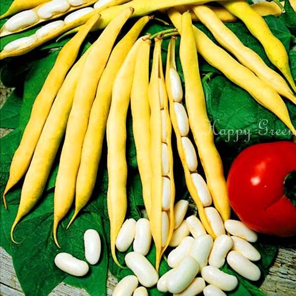 VEGETABLE - 'Goldpantera' Yellow Dwarf French Bean - 100 seeds - Disease resistant