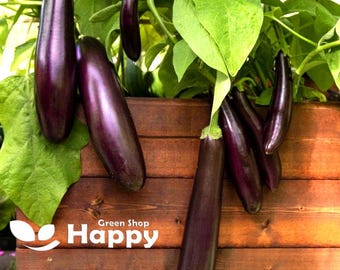 150 semillas de berenjena violeta larga (Solanum melongena)