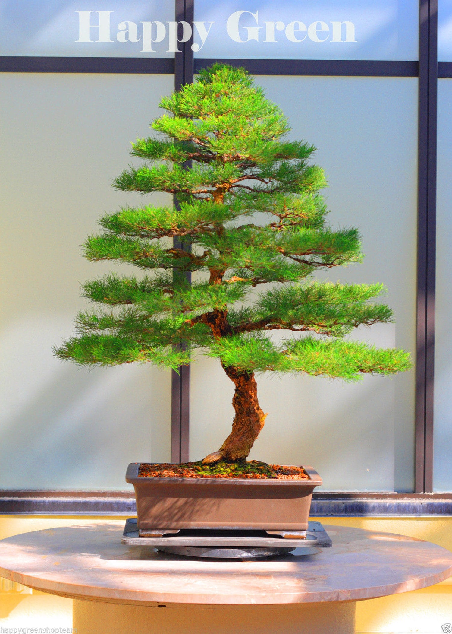 PINO australiano - 30 semi - Casuarina equisetifolia - Bonsai semi -  coperta pianta all'aperto - Etsy Italia
