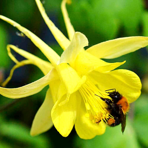 GOLDENES COLUMBINE - Gelbe Königin - Aquilegia chrysantha - 200 Samen - SELTENE Blume - dauerblume