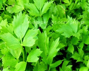 HERB  LOVAGE - 500 SEEDS - levisticum officinale -  home growing herbs all year