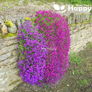 ROCK CRESS cascade purple 300 SEEDS - Aubrieta cultorum hybrida - rockery flower