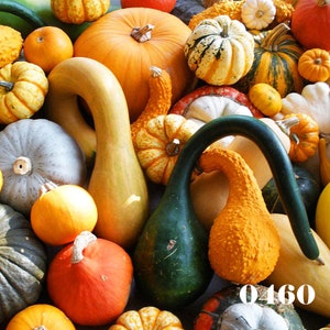 25 Samen - Kürbismischung - Cucurbita pepo - Zierkürbis - Halloween