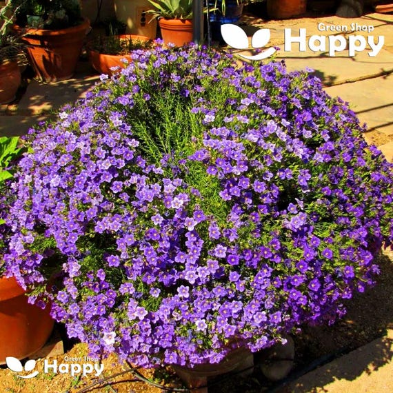 CUPFLOWER PURPLE ROBE - 550 Seeds - Nierembergia Hippomanica