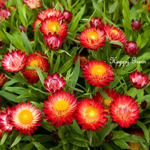 STRAWFLOWER Scarlet Red - 900 seeds  Helichrysum bracteatum - EVERLASTING FLOWER