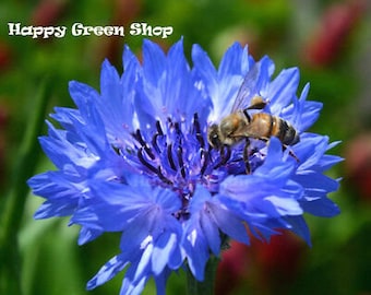 May include: A bee pollinating a blue cornflower. The flower has a vibrant blue color and a delicate, ruffled texture. The bee is perched on the center of the flower, its wings outstretched.
