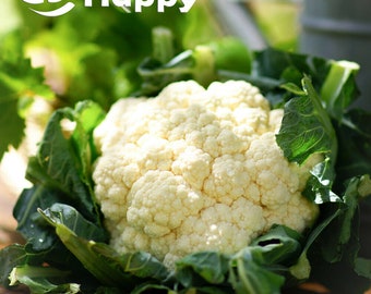 400 Blumenkohlsamen | Brassica oleracea Snowball X | Weiße Blumenkohlköpfe