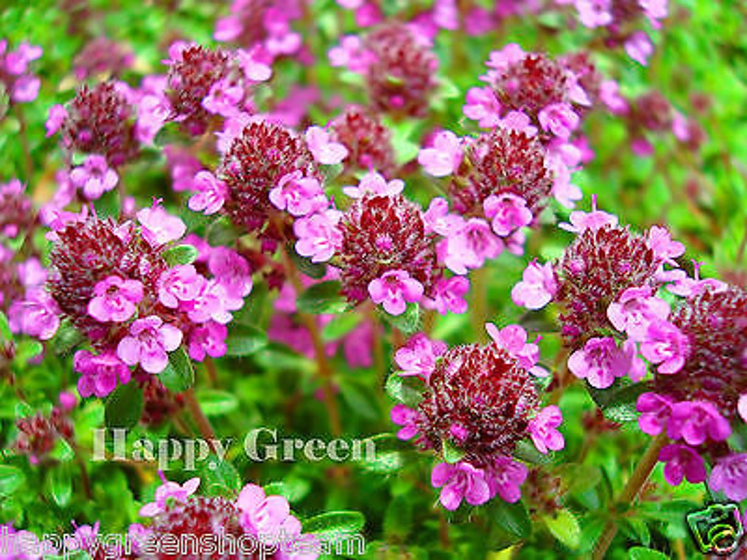 Trailing Thyme PURPLE CREEPING 2000 SEEDS Thymus Serpyllum Flower Herb