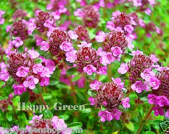 Trailing Thyme - PURPLE CREEPING - 2000 SEEDS - Thymus Serpyllum - Flower Herb