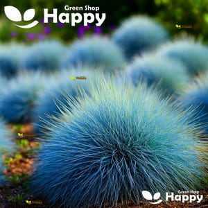 BLAUWE FESCUE - 300 zaden - Festuca Glauca - Siergras met bosjes fijn blad, compacte groeiwijze - zilverblauw blad