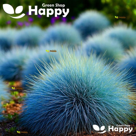 ロック星Horned Teal Monster[並行輸入品] キャンブロ バーサ カムカバー 105VS(101)A&frasl;P 262×H68 キャンブロ