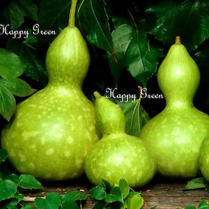 Bottle Gourd - Squash - 10 SEEDS - Cucurbita Pepo - Birdhouse