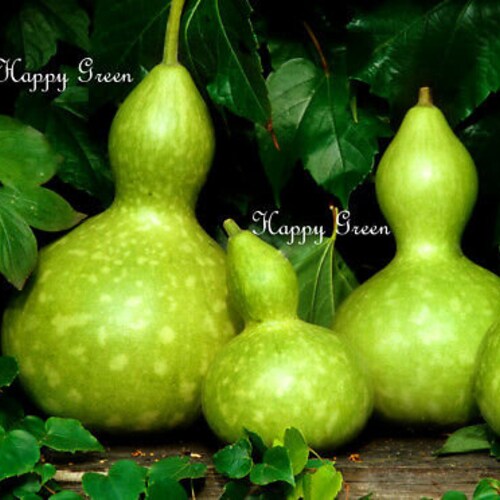 Bottle Gourd - Squash - 10 SEEDS - Cucurbita Pepo - Birdhouse