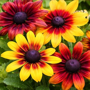 GOUDEN ZONNEBLOEM Mix - 1200 ZADEN - Rustieke dwerg - Rudbeckia Hirta nana - Vaste plant