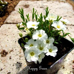 Arenaria White 50 SEEDS Arenaria Montana Perennial Flower Alpine Rock image 2