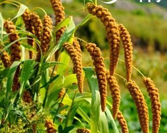 400 Samen der Kolbenhirse (Setaria italica) | Ziergras, Vogelfutterpflanze
