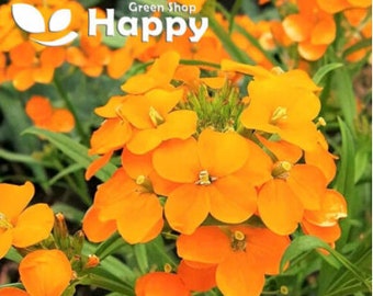 May include: A close-up of a cluster of bright orange flowers with green foliage. The flowers are in full bloom and have a delicate, ruffled appearance. The text "Green Shop Happy" is visible in the top left corner of the image.