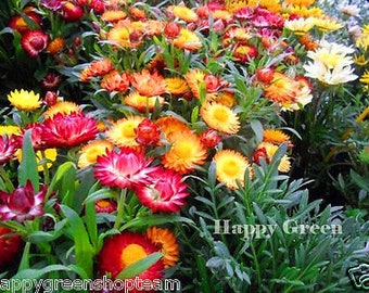 DRAWFLOWER DWARF - Tom Thumb Mixed - 800 semillas - Helichrysum bracteatum - Flor