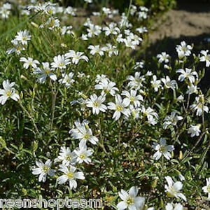 NEIGE EN ÉTÉ 1200 graines Mouron des oiseaux Cerastium tomentosum Fleur vivace image 5