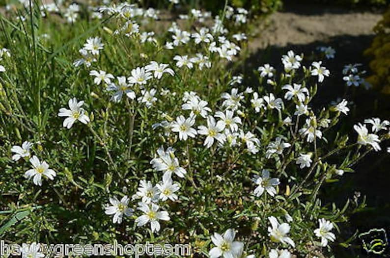 NEIGE EN ÉTÉ 1200 graines Mouron des oiseaux Cerastium tomentosum Fleur vivace image 5