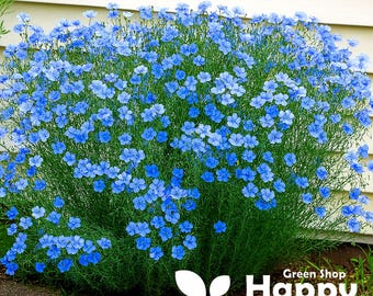 Lino azul - 2200 semillas - Linum perenne