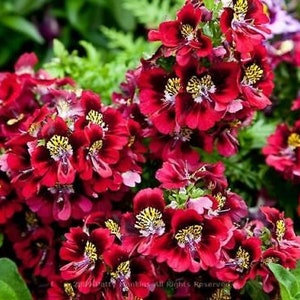 2000 seeds ANGEL WINGS mix Schizanthus wisetonensis Annual flower tigered flowers pyramidal plant form image 4