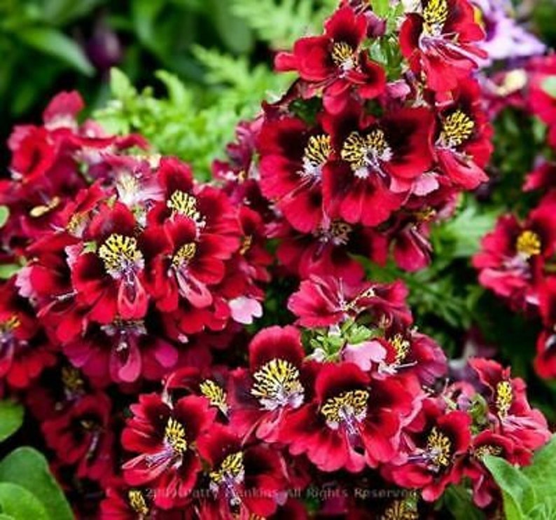 2000 seeds ANGEL WINGS mix Schizanthus wisetonensis Annual flower tigered flowers pyramidal plant form image 4