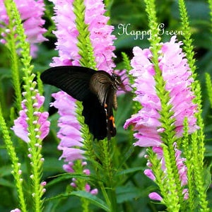 OBEDIENT PLANT Physostegia virginiana 35 seeds Perennial flower image 2