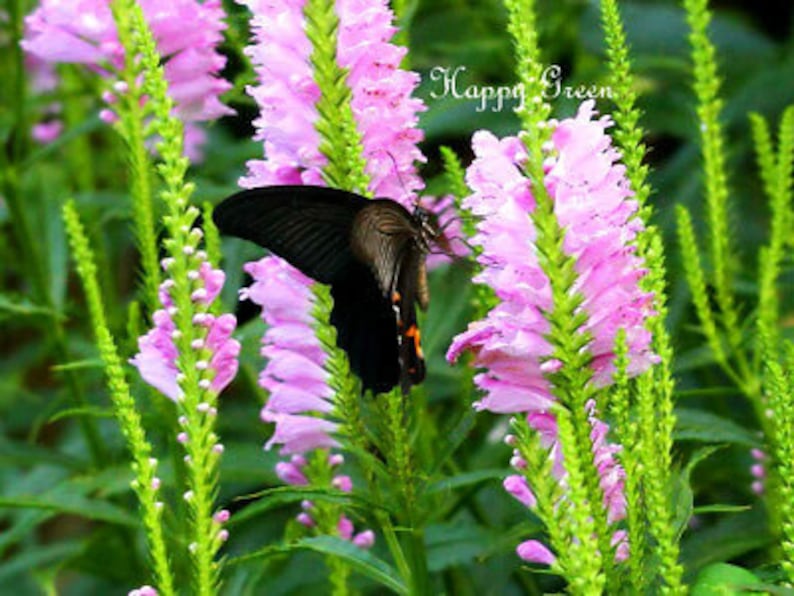 OBEDIENT PLANT Physostegia virginiana 35 seeds Perennial flower image 2