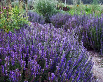 1000 Sementes de Hissopo | Hyssopus officinalis | Erva Perene Resistente para Culinária e Polinização