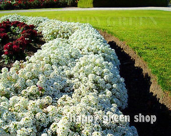 Alyssum - 1600 seeds - NEW CARPET Of SNOW - Lobularia Maritima - Annual Flower