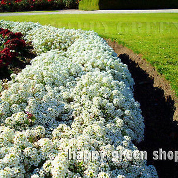 Alyssum - 1600 zaden - NIEUW TAPIJT van SNEEUW - Lobularia Maritima - Jaarlijkse bloem