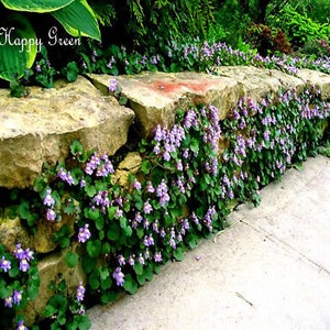 Kenilworth Ivy - 400 SEEDS - Cymbalaria Muralis - Perennial rockery flower