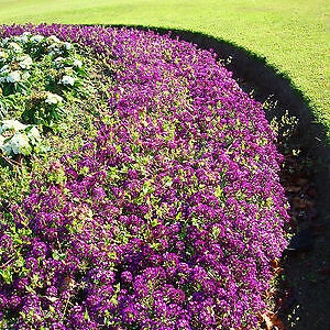 Alyssum - ORIENTAL NIGHT - Lobularia Maritima  - 1600 seeds - flower