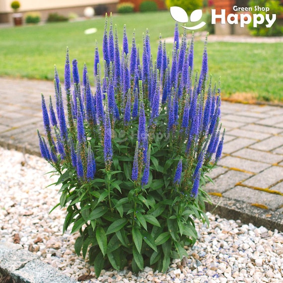 SPIKED SPEEDWELL - Veronica Spicata - 1300 Seeds - Perennial