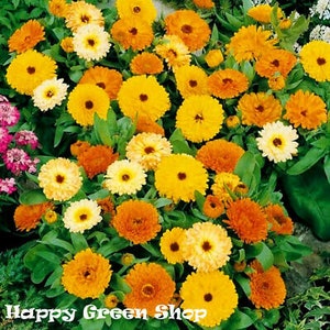 Op de afbeelding: Een close-up van een verscheidenheid aan oranje, gele en rode calendula-bloemen in bloei. De bloemen zijn in een cluster gerangschikt en hebben een levendige, vrolijke uitstraling. Happy Green Shop is onderaan de afbeelding gedrukt.