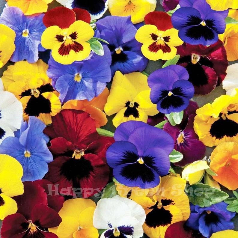 Viola wittrockiana