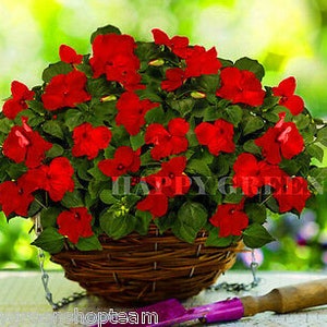 Op de afbeelding: Een hangende mand gevuld met rode vlieszaadjes. De mand is gemaakt van geweven bruin riet en heeft een metalen ketting.