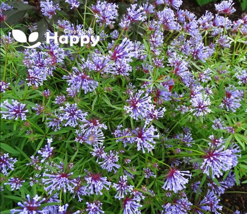 BLUE WOODRUFF 400 seeds Asperula orientalis charming annual flower image 1