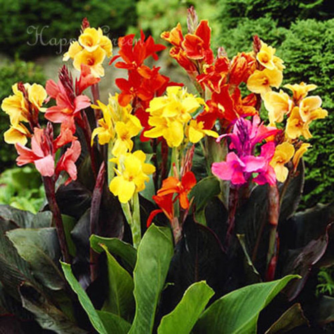 CANNA INDICA - 8 SEEDS - Mixed Colours - Indian Shot - Tropical