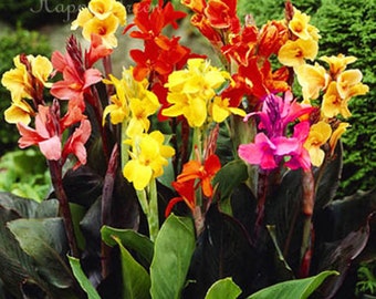 CANNA INDICA - 8 SEEDS - mixed colours - Indian shot - Tropical - up to 6 ft!