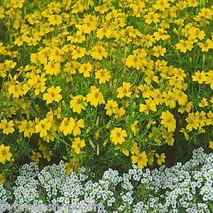 Signet marigold Lemon Gem 450 seeds tagetes tenuifolia Balcony plant image 2
