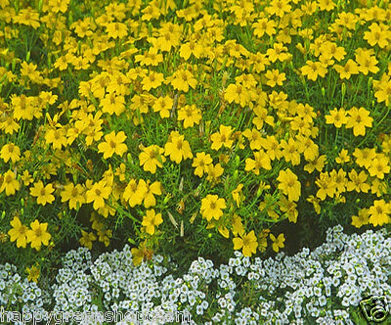 Signet marigold Lemon Gem 450 seeds tagetes tenuifolia Balcony plant image 2