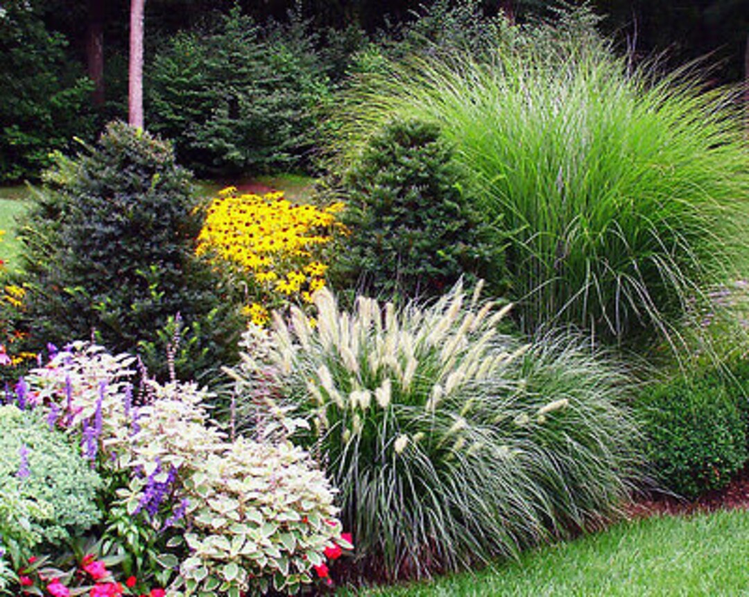 ORNAMENTAL GRASSES MIX 3 Gram Canary Panicum Foxtail Bristle Grass Etsy