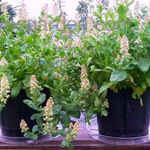 Puede incluir: Dos plantas en maceta con flores blancas en macetas negras. Las plantas est&aacute;n en un jard&iacute;n con una superficie de madera debajo.